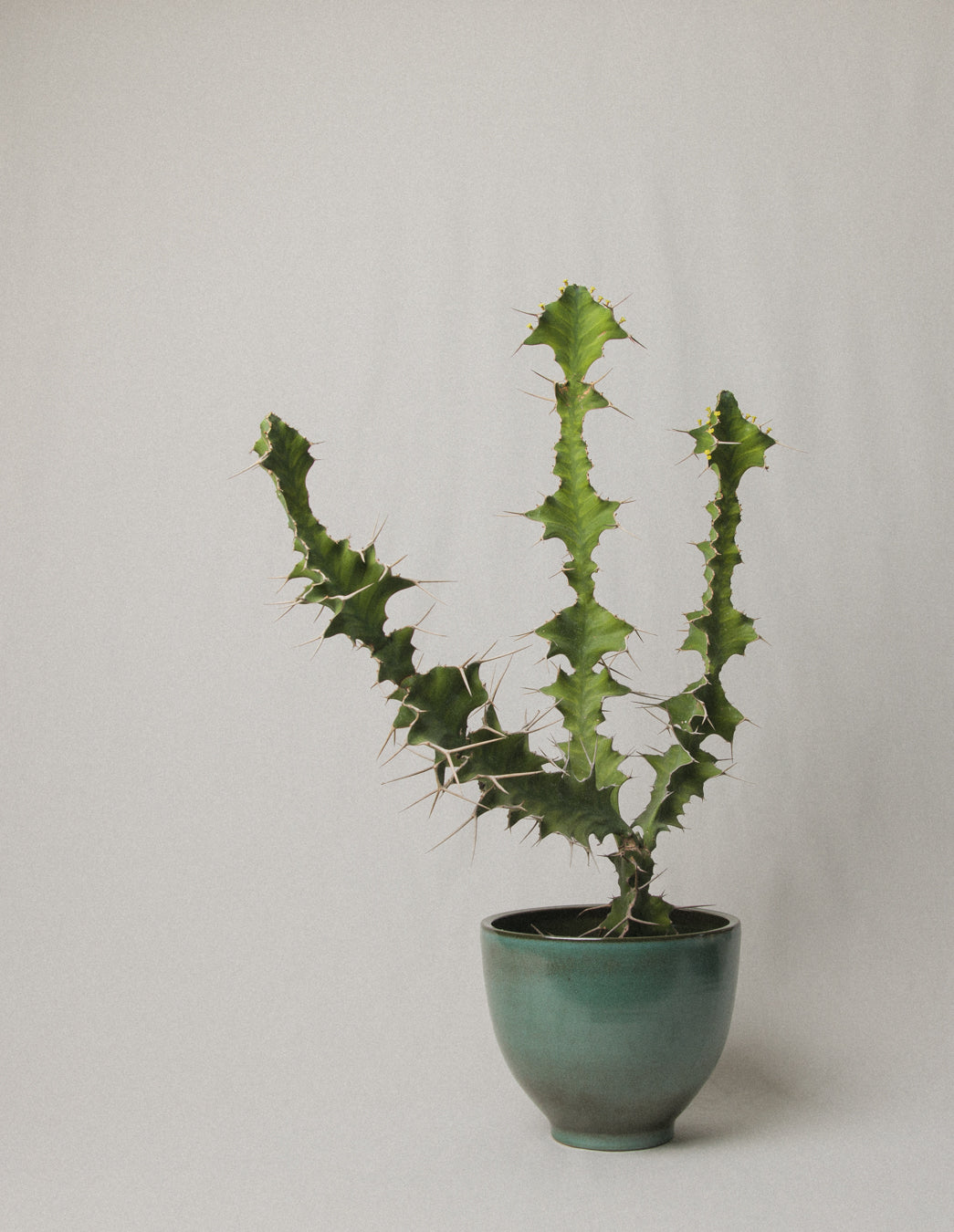 Large ceramic BOWL/POT _ 1041