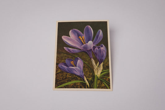 Vintage Easter Postcard with Crocus Illustration _ 1514