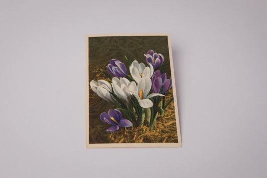 Vintage Easter Postcard with Crocus Illustration _ 1515