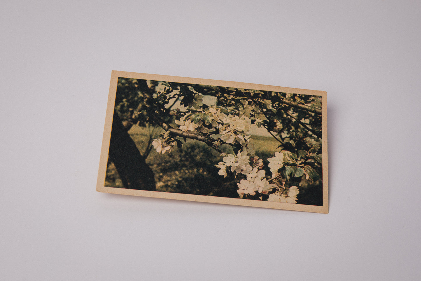 Vintage Easter Postcard with Apple Tree Branches _ 1524