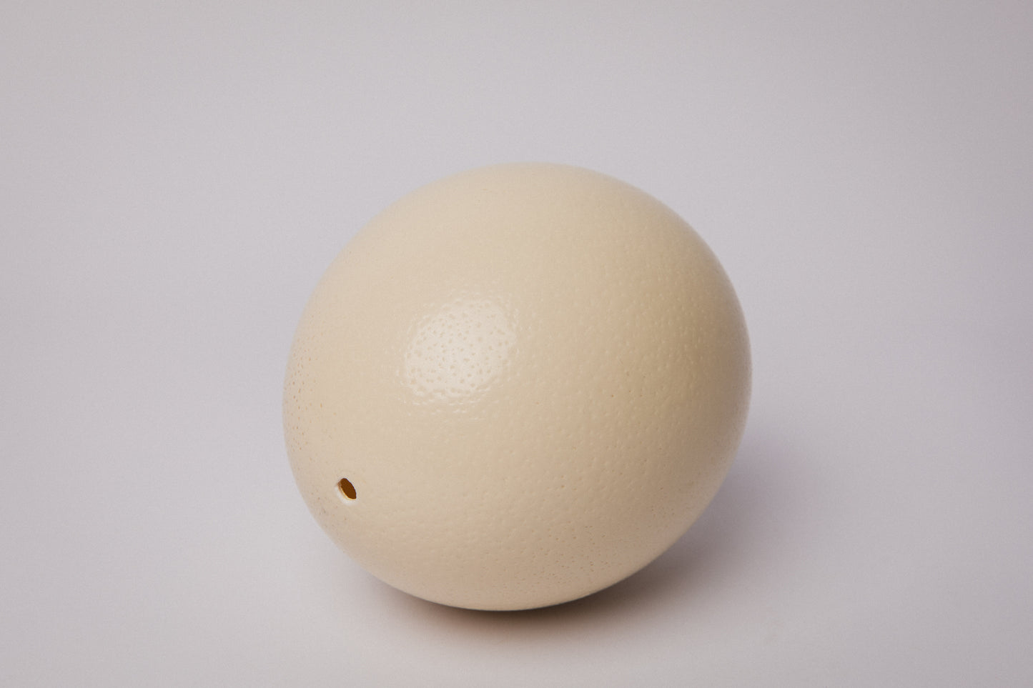 Natural OSTRICH EGG