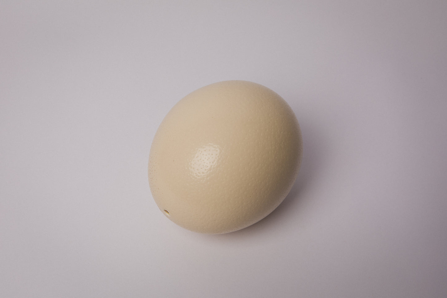 Natural OSTRICH EGG