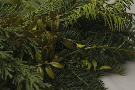 Boxwood WREATH large