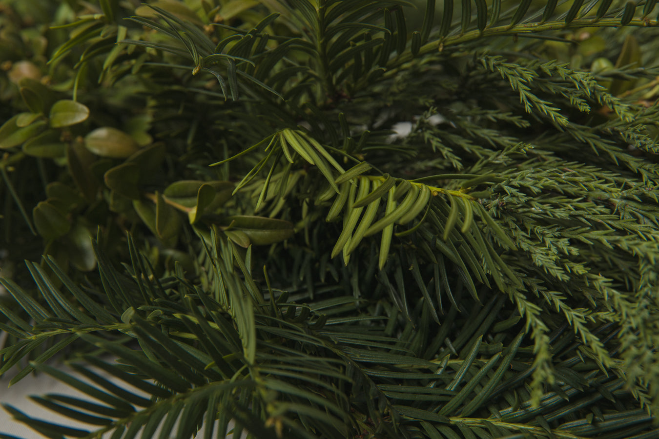 Boxwood WREATH medium